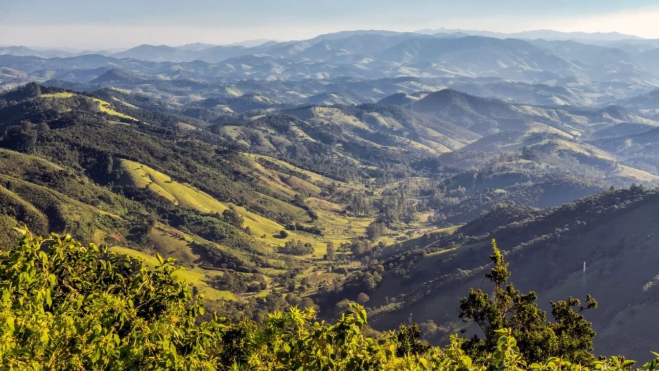 Área de Bosque Ombrofila Mixta con araucarias en Campos do Jordão destaca el ecoturismo en la ciudad más alta de Brasil.” (Imagen: Instituto Florestal de São Paulo / licencia CC-BY o dominio público)