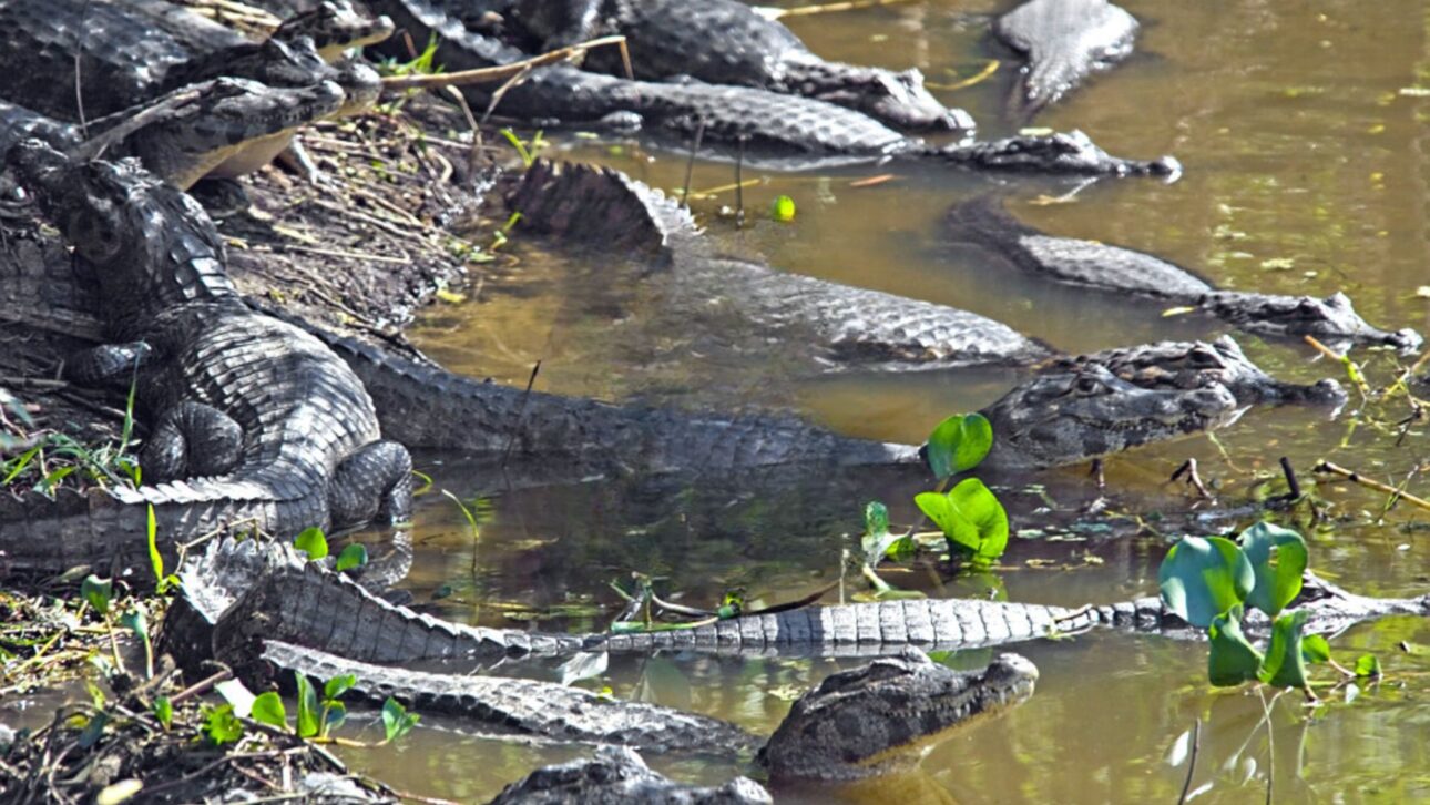 Corumbá alberga millones de yacarés en su vasta área inundable en el Pantanal, mientras que la presencia de los animales en la zona urbana permanece extremadamente rara.