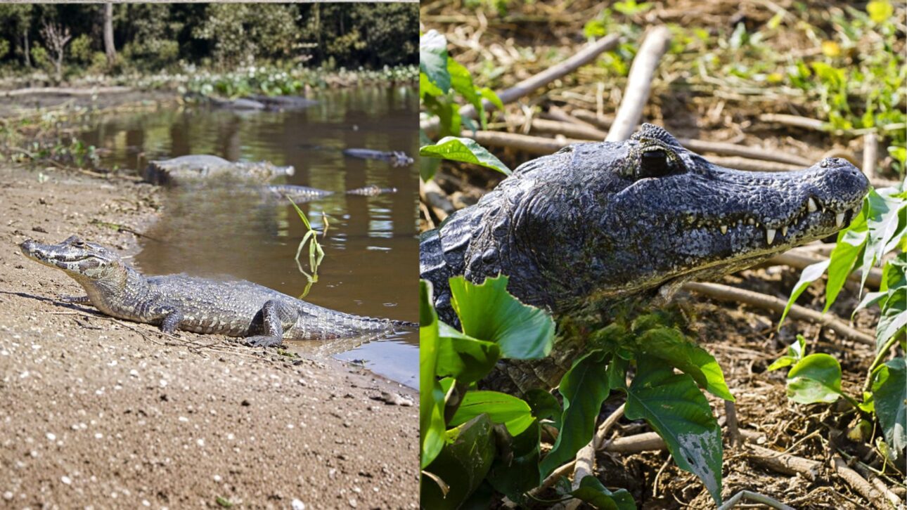 Corumbá alberga millones de yacarés en su vasta área inundable en el Pantanal, mientras que la presencia de los animales en la zona urbana permanece extremadamente rara.