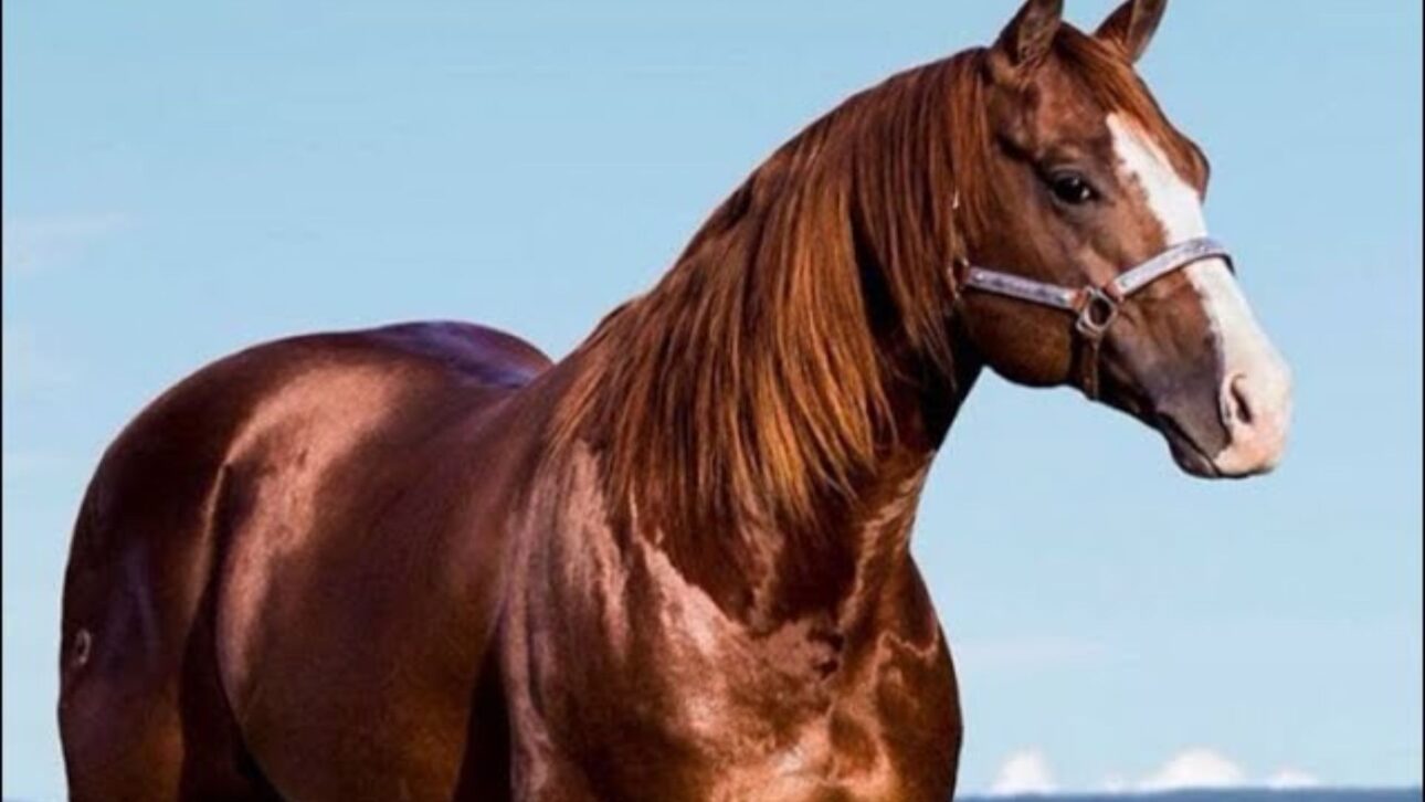 Rancho 263, de Henrique & Juliano, arremata NewPrince Diego HJG por R$ 5 millones y asume papel de destaque en el mercado de genética de élite de la vaquejada.