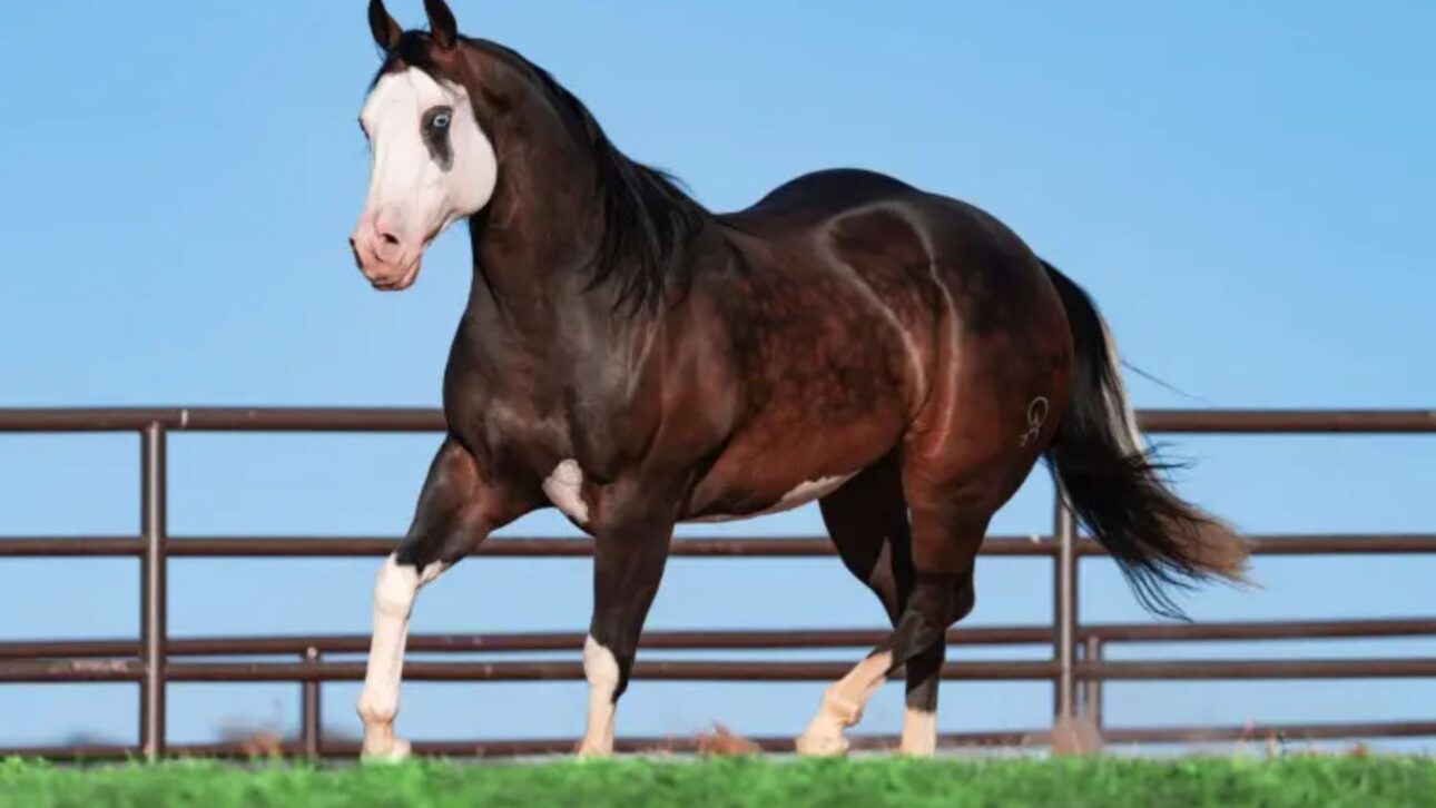 Rancho 263, de Henrique & Juliano, arremata NewPrince Diego HJG por R$ 5 milhões y asume papel de destaque en el mercado de genética de élite de la vaquejada.