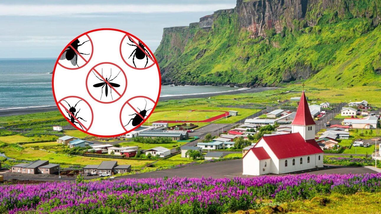 Descubre Por Qué La Isla De Groenlandia Es El Único País Sin Mosquitos Y Hormigas, Resultado De Clima Extremo, Suelo Volcánico Y Aislamiento Geográfico.