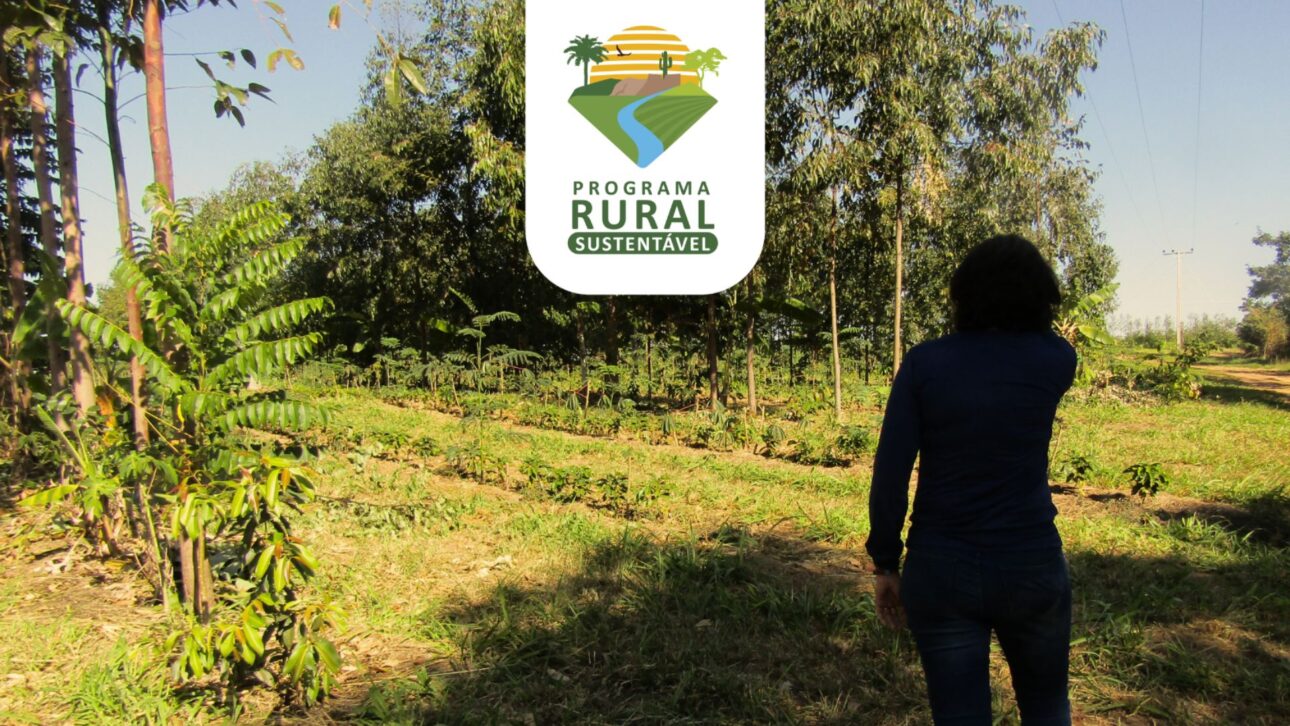 Proyectos en el semiárido muestran como agroflorestas recuperan suelo degradado e aumentan la producción de alimentos em regiones vulnerables de Brasil.