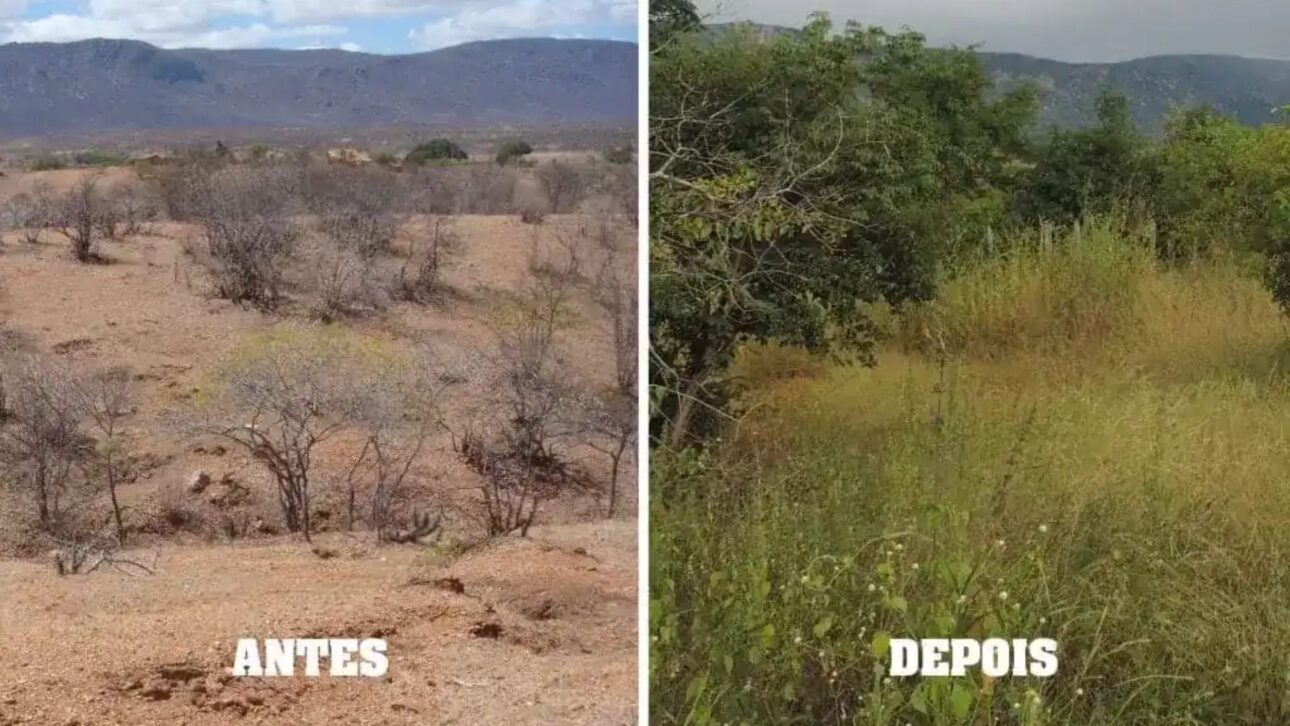 Proyectos en el semiárido muestran cómo agroflorestas recuperan suelo degradado y aumentan la producción de alimentos en regiones vulnerables de Brasil.