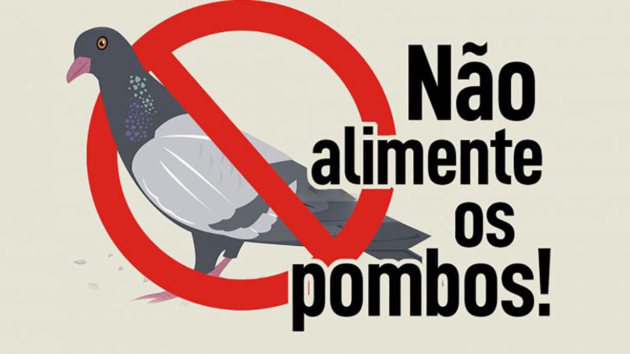 Alimentar palomas en plazas y aceras ya es infracción en varias ciudades brasileñas, con multas de hasta R$ 1 mil y nuevas reglas para control urbano.