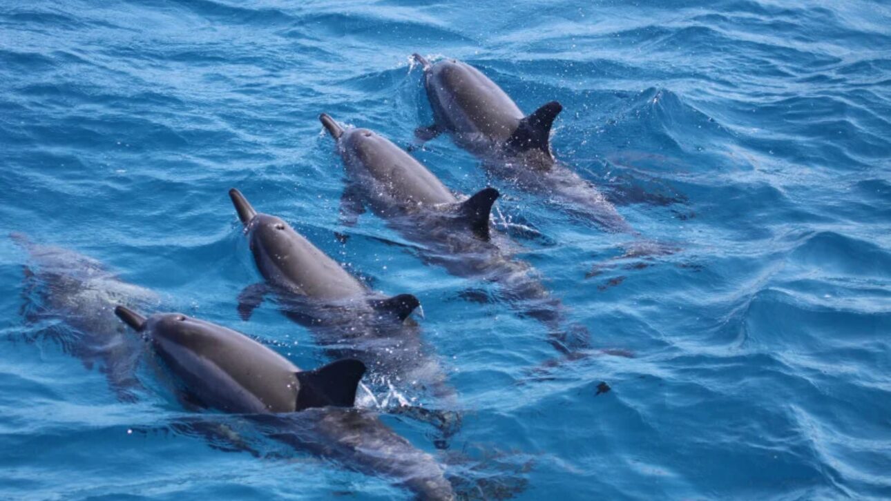 Delfines mulares (Stenella longirostris) en la Bahía de los Delfines en Fernando de Noronha, uno de los principales lugares de observación de la especie.” (Imagen: Ciência Hoje/Proyecto Delfín Mular)