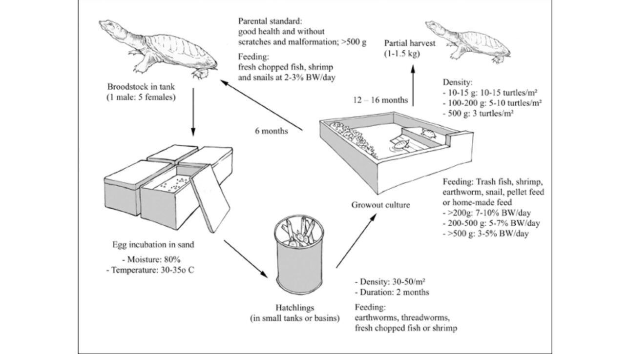 La cría industrial de tortugas en China mueve millones de animales al año y revela un agronegocio multimillonario poco conocido por el público.