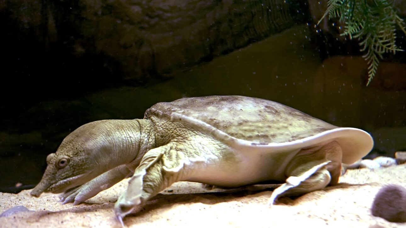 La cría industrial de tortugas en China mueve millones de animales al año y revela un agronegocio multimillonario poco conocido por el público.