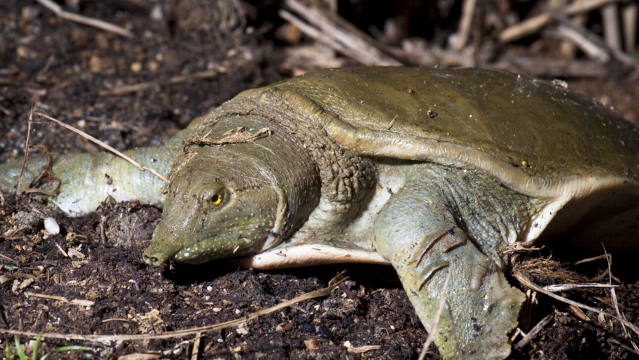 La cría industrial de tortugas en China mueve millones de animales al año y revela un agronegocio multimillonario poco conocido por el público.