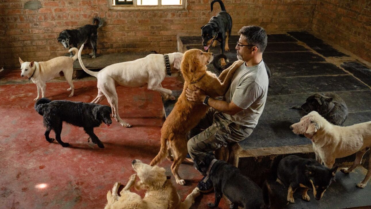 Empresario Indio Vende Todo, Deja La Carrera Corporativa Y Crea Un Santuario Que Abarca 1.700 Perros Rescatados Con Necesidades Especiales.