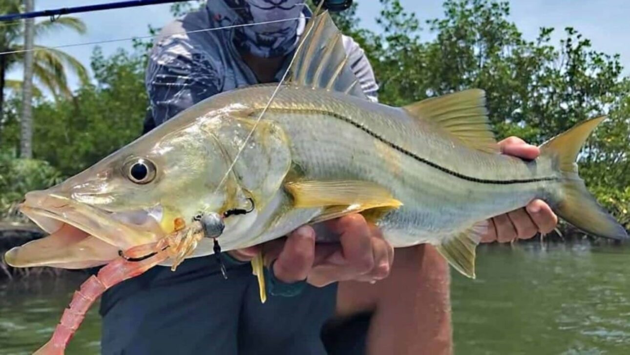 Robalo gana destaque internacional por su perfil nutritivo y supera el salmón en ligereza y densidad nutricional, según ranking científico.