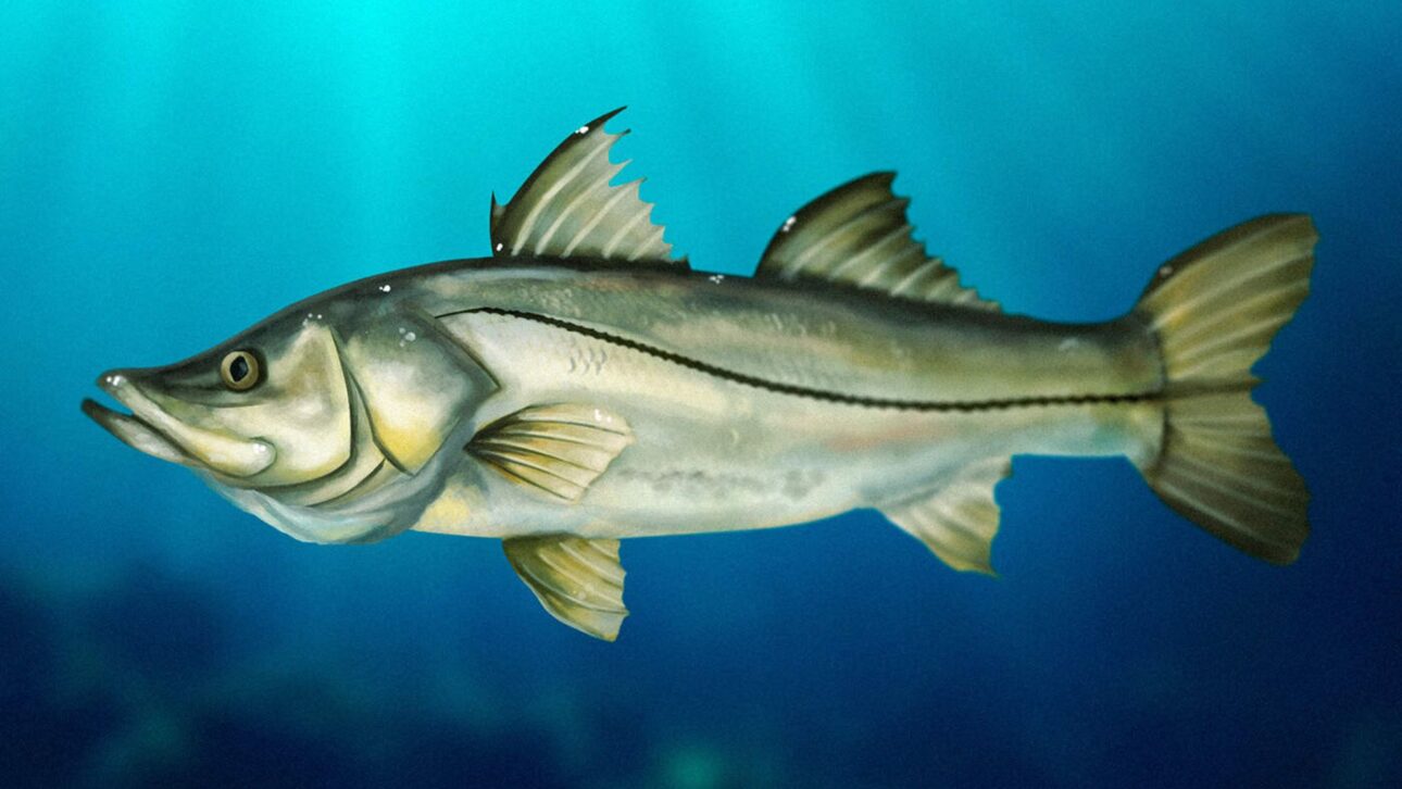 Robalo gana destaque internacional por su perfil nutritivo y supera el salmón en ligereza y densidad nutricional, según ranking científico.