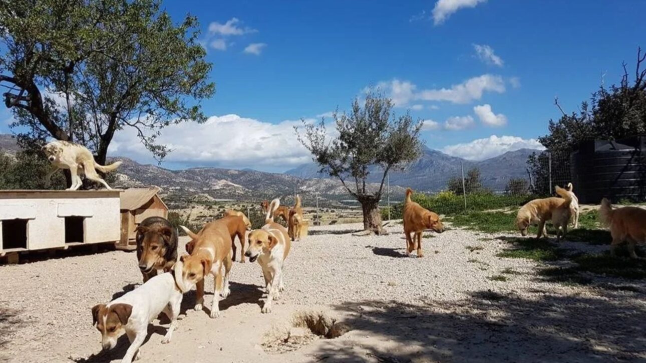 Un morador de Creta vendió sus bienes, invirtió sus ahorros y transformó un vertedero en refugio que hoy acoge a cientos de perros y gatos abandonados.