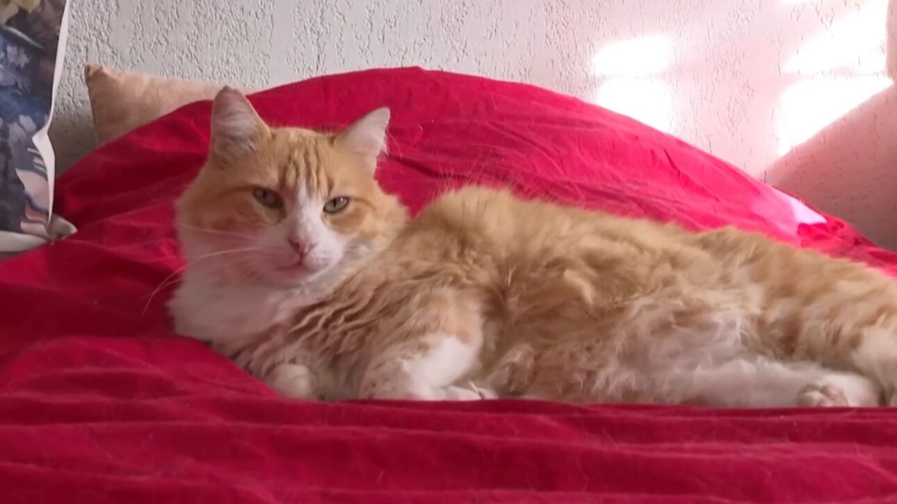 Un gato en Francia es prohibido por la Justicia salir de casa tras invadir el jardín del vecino, generando multa, indemnización y un debate sobre derechos de animales.