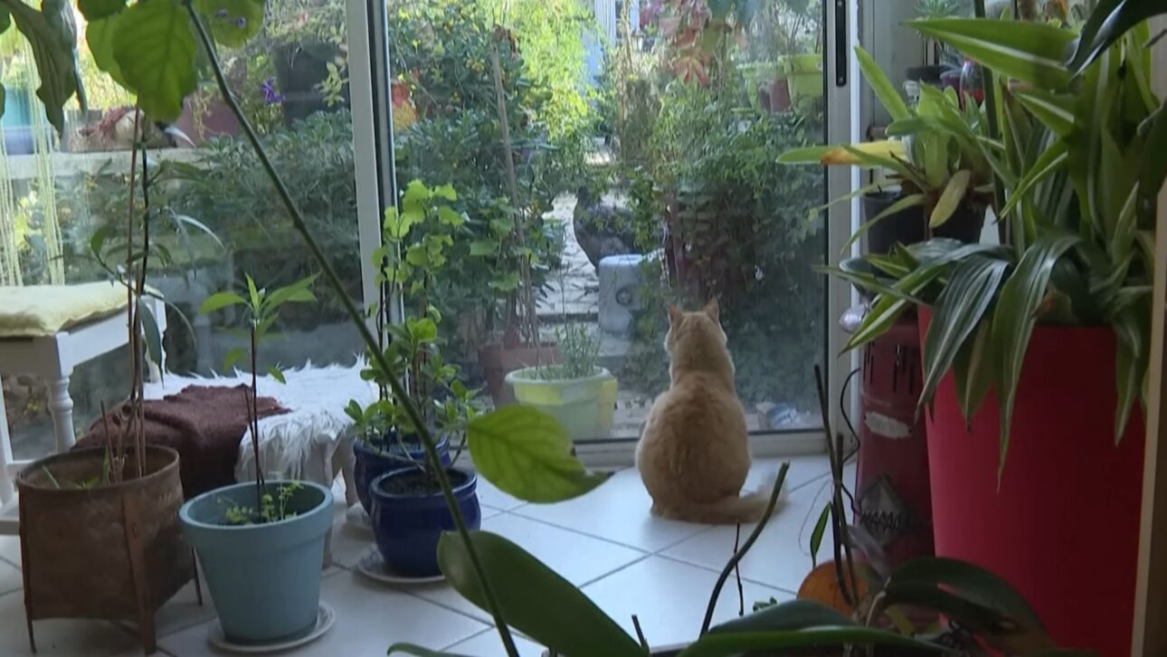 Un gato en Francia es prohibido por la Justicia de salir de casa tras invadir el jardín del vecino, generando multa, indemnización y un debate sobre derechos de animales.