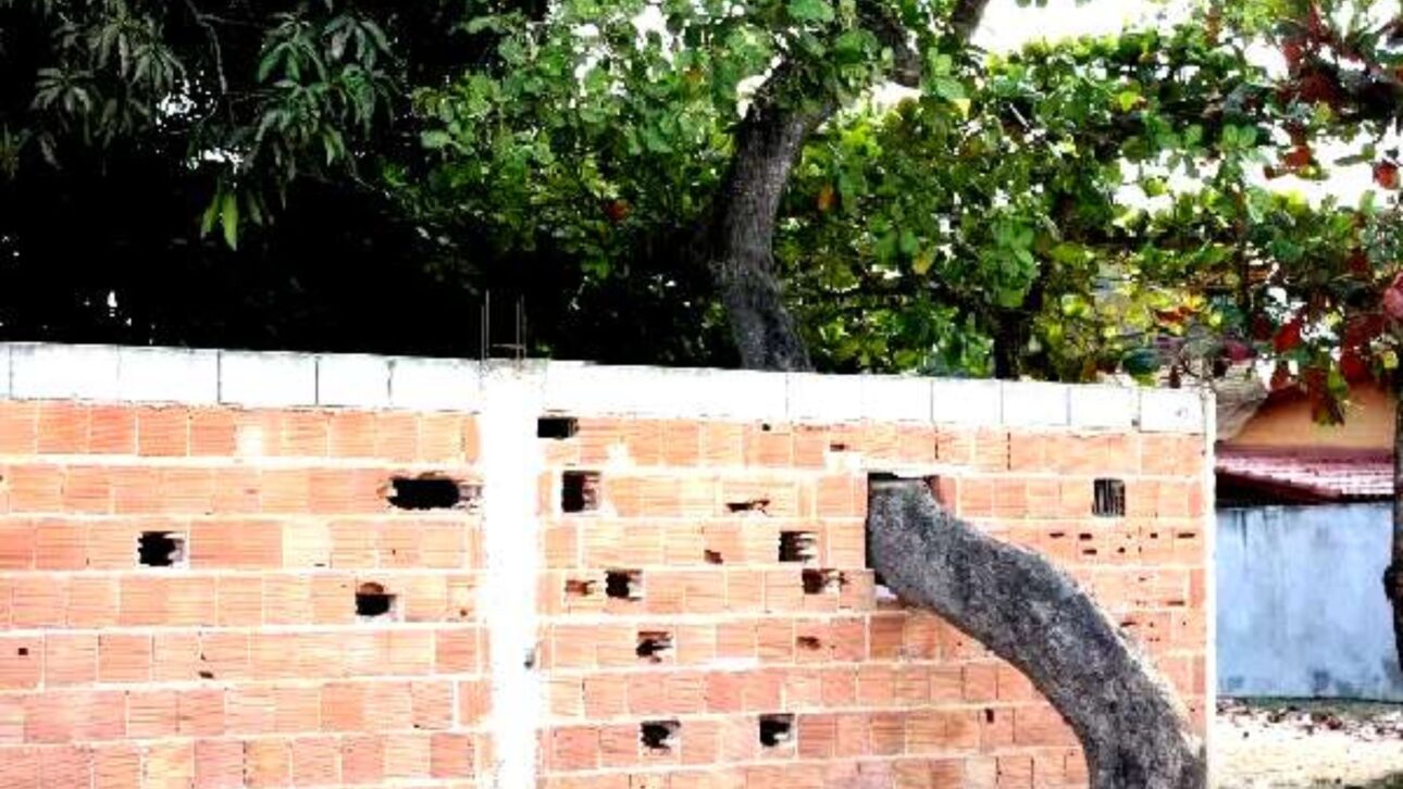 Multa de R$ 10 millones por descumprir ordem de poda reacende debate sobre galhos invasores e direito de vizinhança com base no Código Civil.