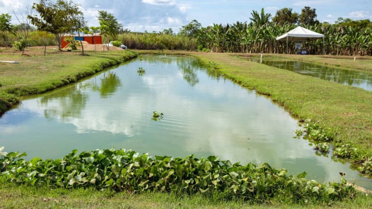 Turismo rural en Palmas (TO): pareja de agricultores combina cría de peces, gallina criolla y pesque-pague para diversificar ingresos en el campo.