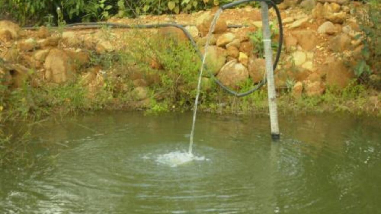 Turismo rural en Palmas (TO): pareja de agricultores combina cría de peces, gallina criolla y pesque-pague para diversificar ingresos en el campo.