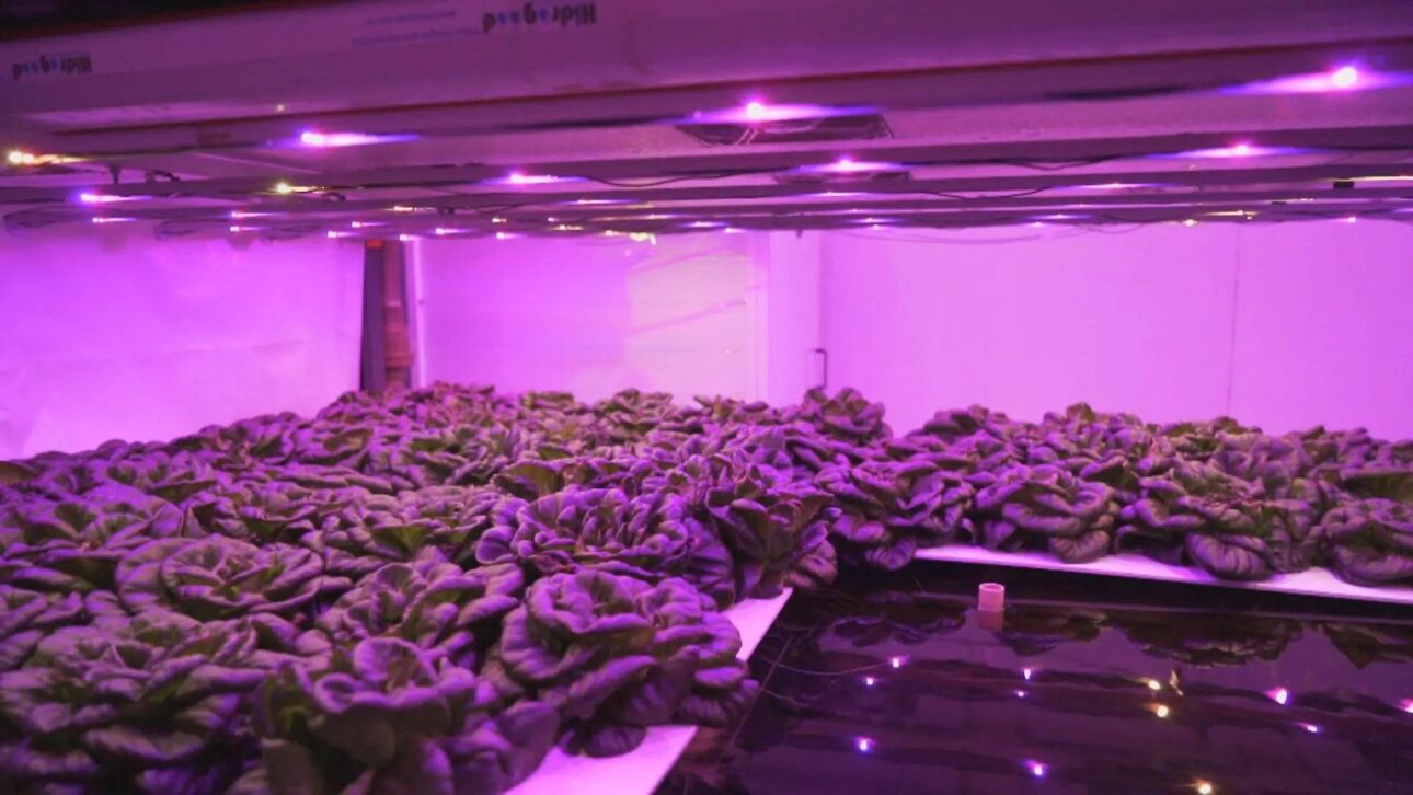 Producción urbana de folhosas en galpón con hidroponía y LED: ahorro del 95% de agua y 75× más productividad en São Paulo.