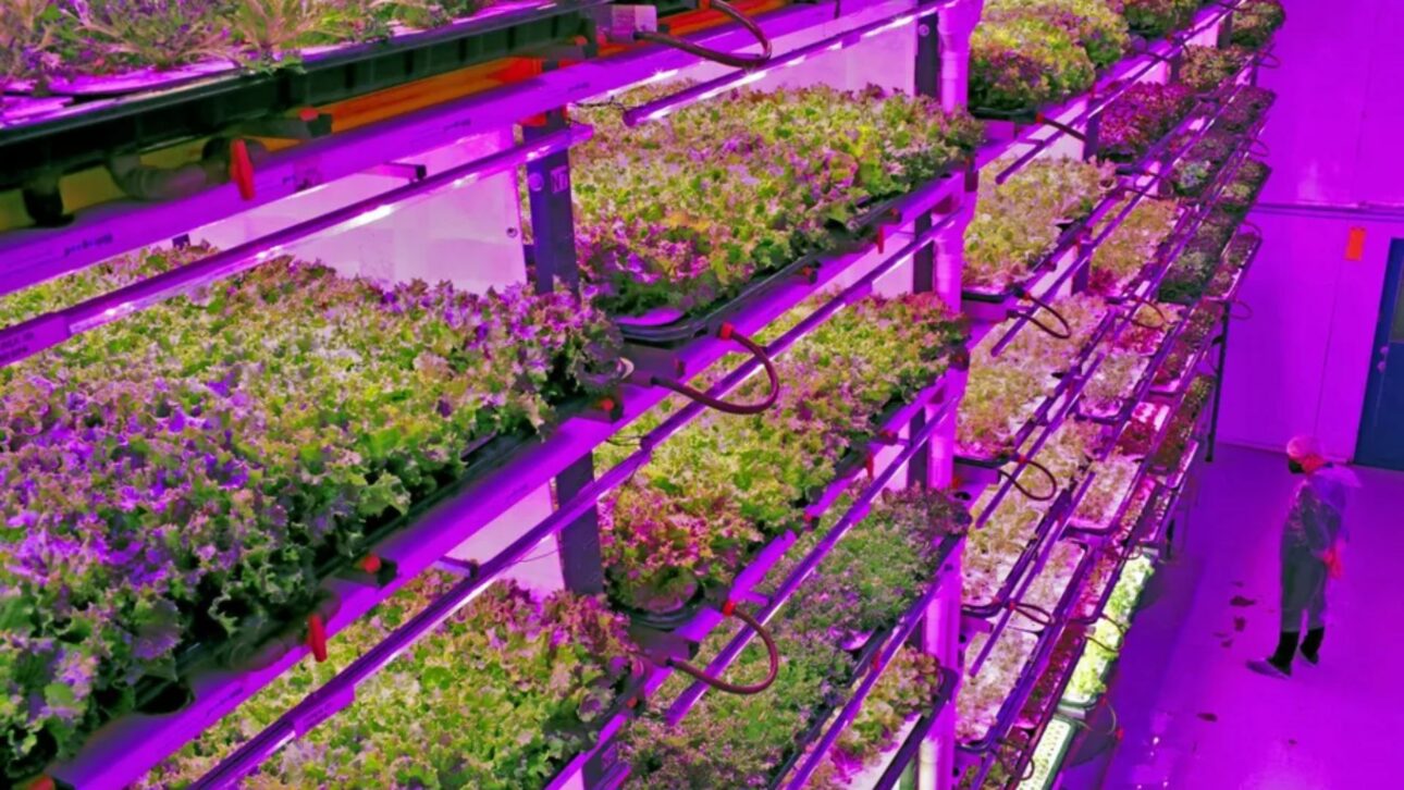 Producción urbana de folhosas en galpón con hidroponía y LED: ahorro del 95% de agua y 75× más productividad en São Paulo.