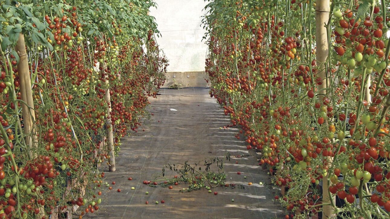 Producción De Pimiento En Itápolis Crece Con Invernaderos, Fertirrigación Y Carrocel De Cosecha, Aumentando Productividad Y Reduciendo Pérdidas.