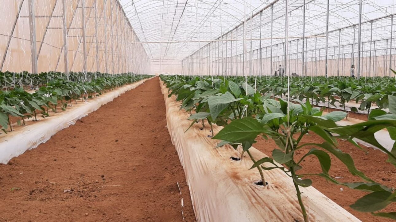 Producción De Pimiento En Itápolis Crece Con Invernaderos, Fertirrigación Y Carrocel De Cosecha, Aumentando Productividad Y Reduciendo Pérdidas.