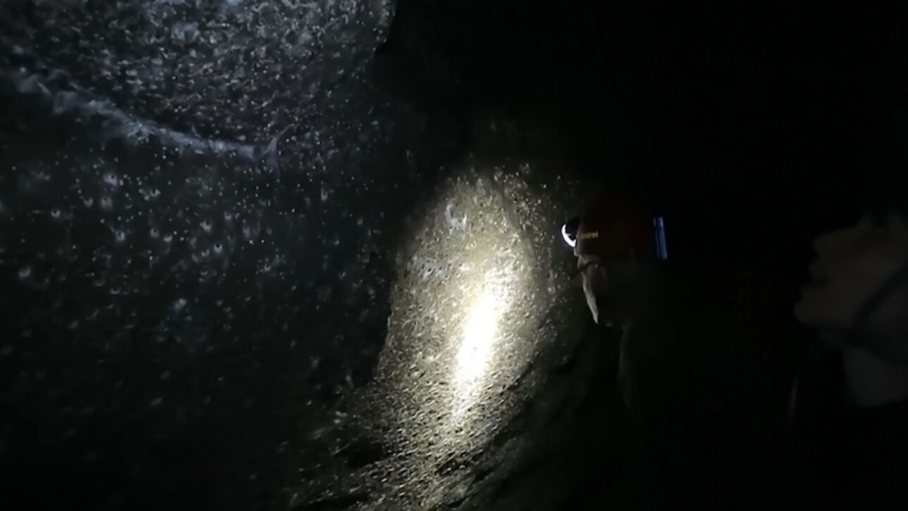 Telaraña gigante con 106 m² y 110 mil arañas es encontrada en caverna sulfurosa entre Grecia y Albania, revelando comportamiento colectivo raro.