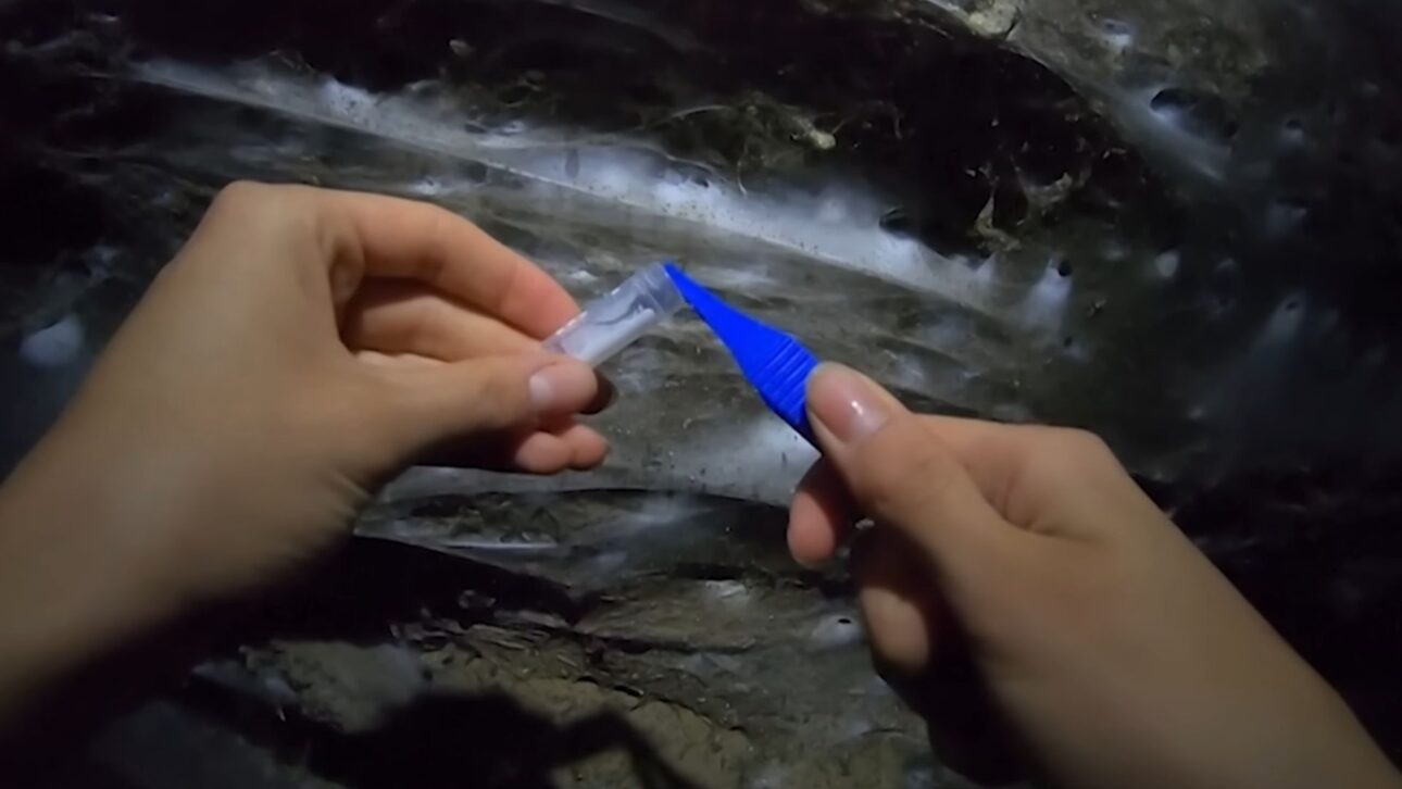 Telaraña gigante com 106 m² e 110 mil aranhas é encontrada em caverna sulfurosa entre Grécia e Albânia, revelando comportamento coletivo raro.