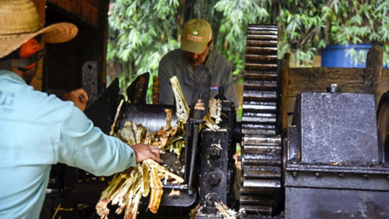 Ingenio de rapadura en Minas Gerais exhibe proceso artesanal de la caña de azúcar; experiencia auténtica de cultura rural. (Imagen: Museo Rural Mamédio Francisco Militão)