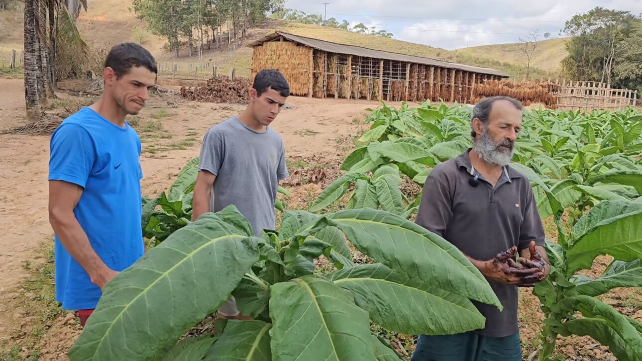 Productor de Rio Pomba recuerda su infancia en la cosecha y muestra el proceso artesanal del tabaco en video de Paulo Medeiros en YouTube.