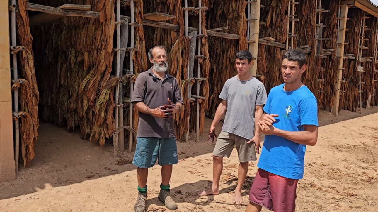 Productor de Rio Pomba recuerda su infancia en la cosecha y muestra el proceso artesanal del tabaco en video de Paulo Medeiros en YouTube.