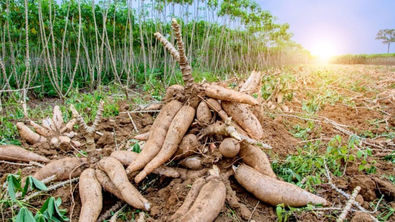 La mandioca pasa por control riguroso de cianuro en 2025, con nuevas reglas de Anvisa y procesos que garantizan la seguridad de la harina al almidón.