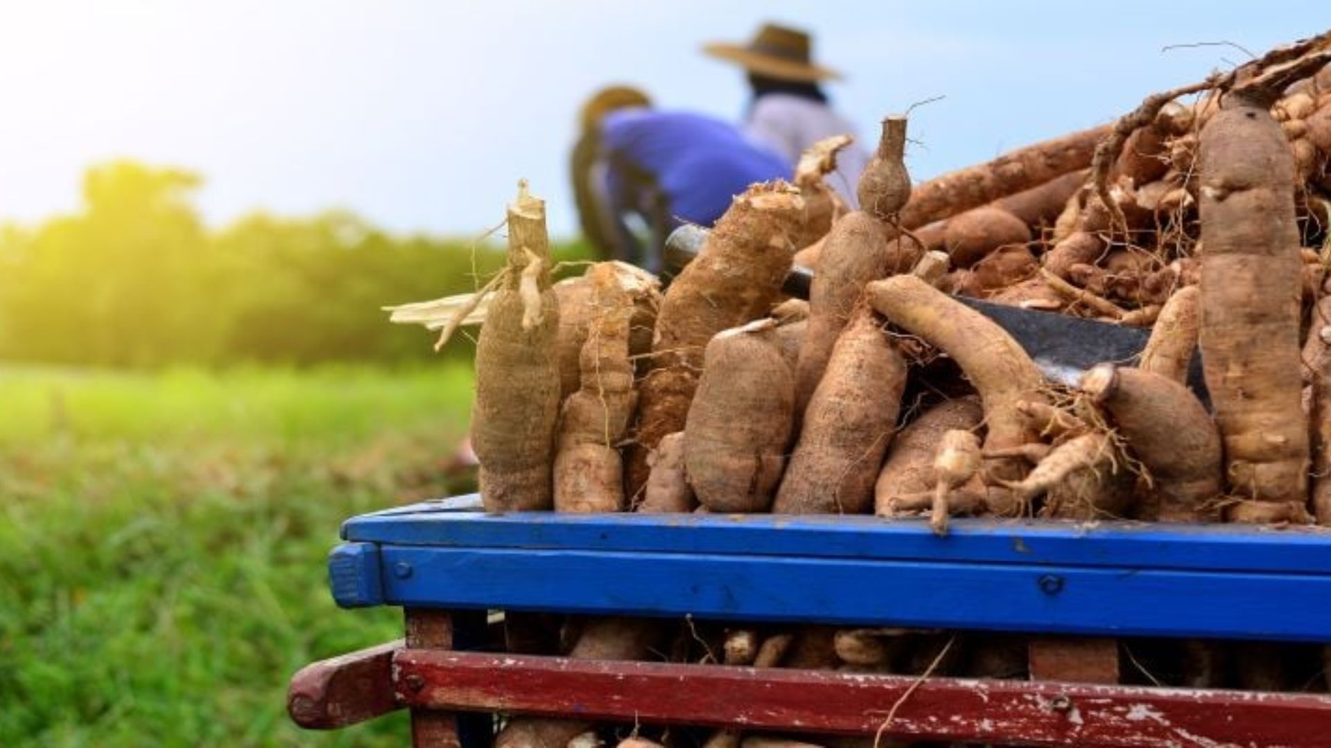 Mandioca passa por controle rigoroso de cianeto em 2025, com novas regras da Anvisa e processos que garantem segurança da farinha ao polvilho.