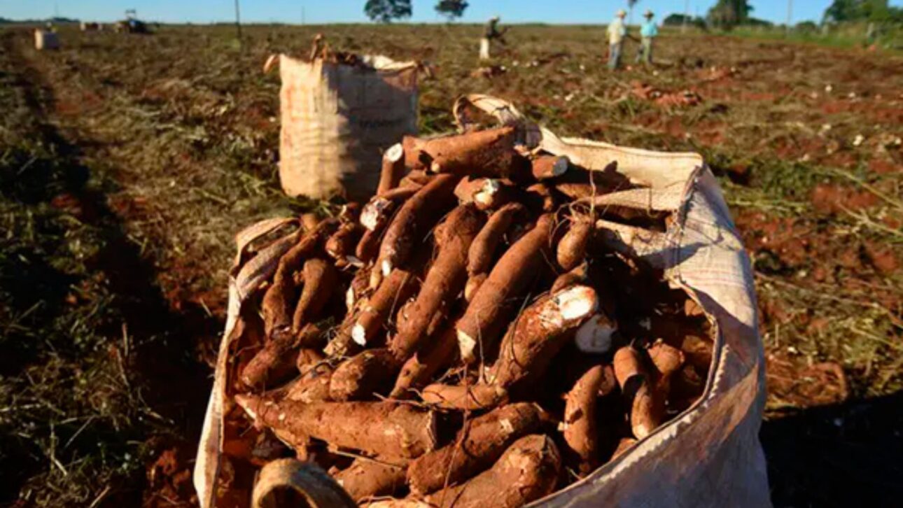 La mandioca pasa por control riguroso de cianuro en 2025, con nuevas reglas de Anvisa y procesos que garantizan la seguridad de la harina al almidón.