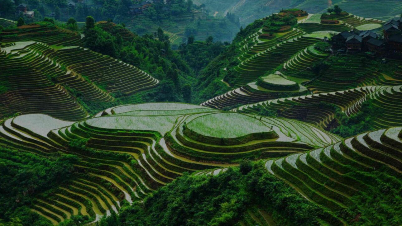 China lidera la producción mundial de arroz con megatierras, drones e IA, influyendo en precios globales y presionando la competitividad de Brasil.