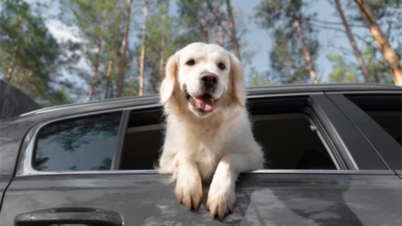 Propuesta en la Cámara endurece penalizaciones para conductores que abandonan animales, con reclusión, multa y suspensión o cancelación de la CNH.