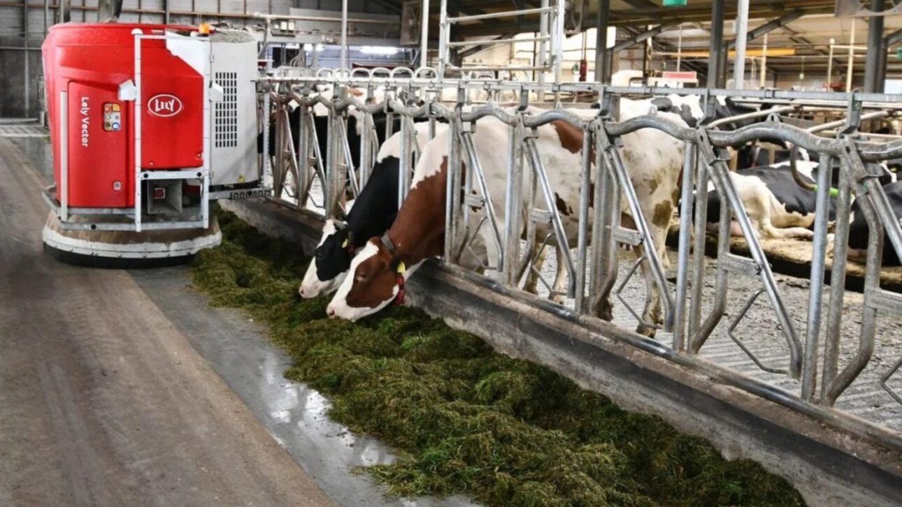 Granja en Tasmania opera 24h con ocho robots y solo un empleado, mostrando cómo la automatización transforma la producción de leche en el mundo.