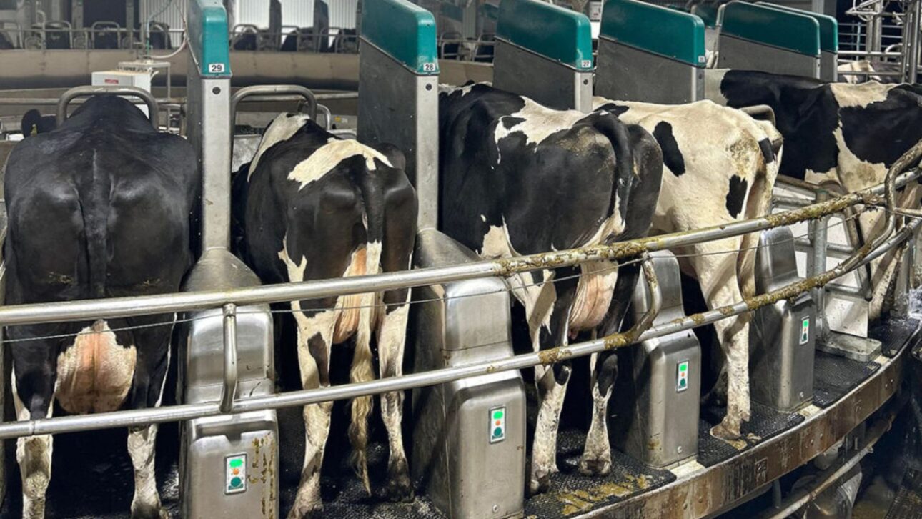 Granja en Tasmania opera 24h con ocho robots y solo un empleado, mostrando cómo la automatización transforma la producción de leche en el mundo.