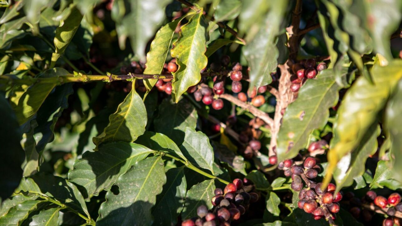 Descubre Espírito Santo do Pinhal, la Capital del Café, con clima de sierra, fincas históricas, cafés especiales y experiencias rurales únicas.
