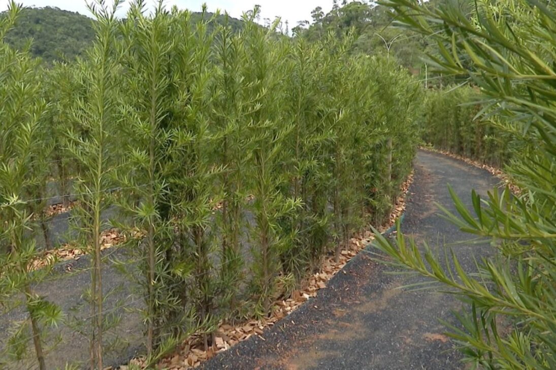 Pequeña ciudad de Santa Catarina esconde el mayor laberinto del Sur de Brasil, hecho con 6,5 mil árboles y un símbolo vivo de amistad con Alemania