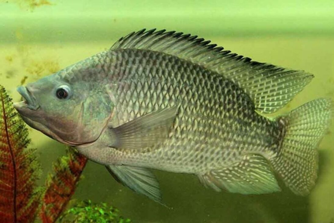 Tilapia Entra En Lista De Especies Invasoras Y Enciende Alerta En El Sector, Mientras Que El Gobierno Promete Que No Habrá Prohibición Del Cultivo En Brasil