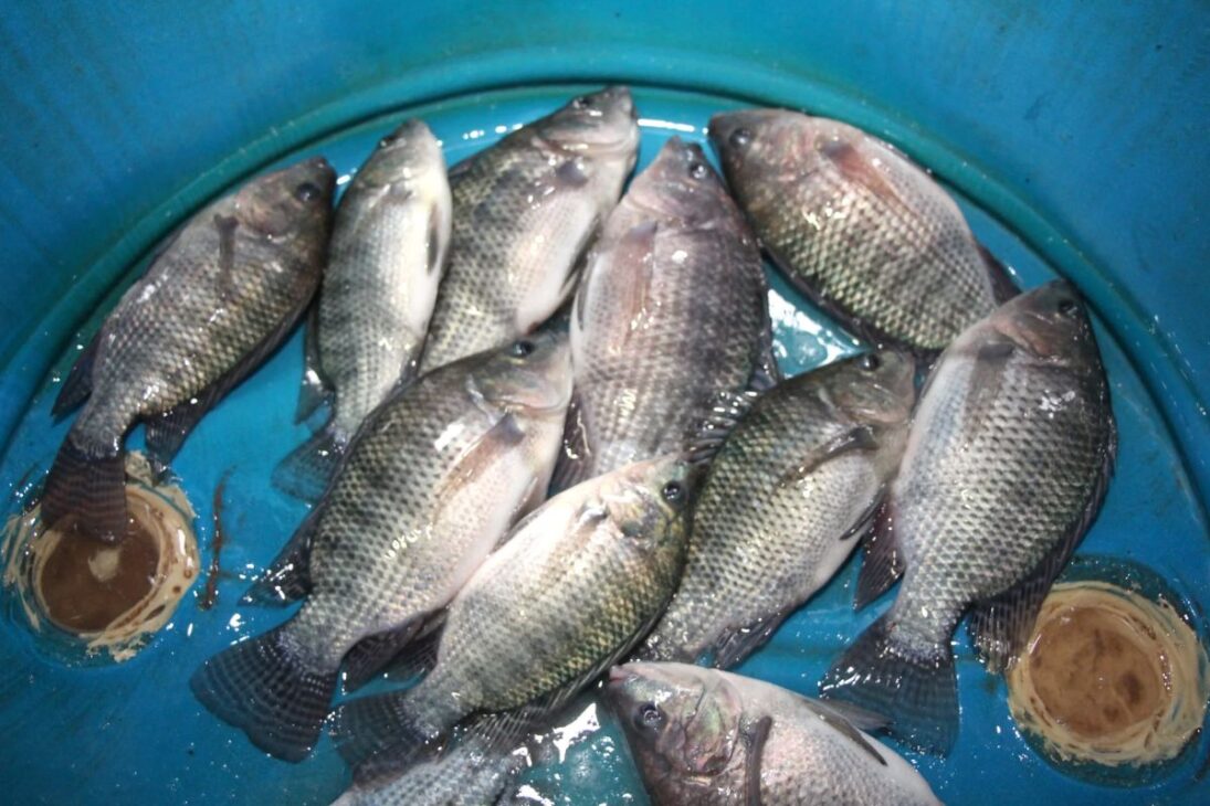 Tilapia Entra En Lista De Especies Invasoras Y Enciende Alerta En El Sector, Mientras Que El Gobierno Promete Que No Habrá Prohibición Del Cultivo En Brasil