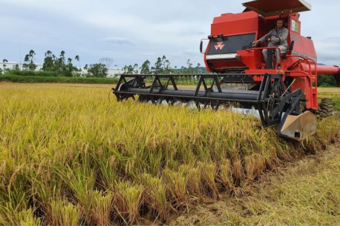 Desarrollado por Epagri en asociación con Embrapa, el grano conquistó proyección internacional al figurar entre los finalistas del GBA Award for Impact and Leadership in Bioeconomy 2025, promovido por la Global Bioeconomy Alliance, en Dinamarca