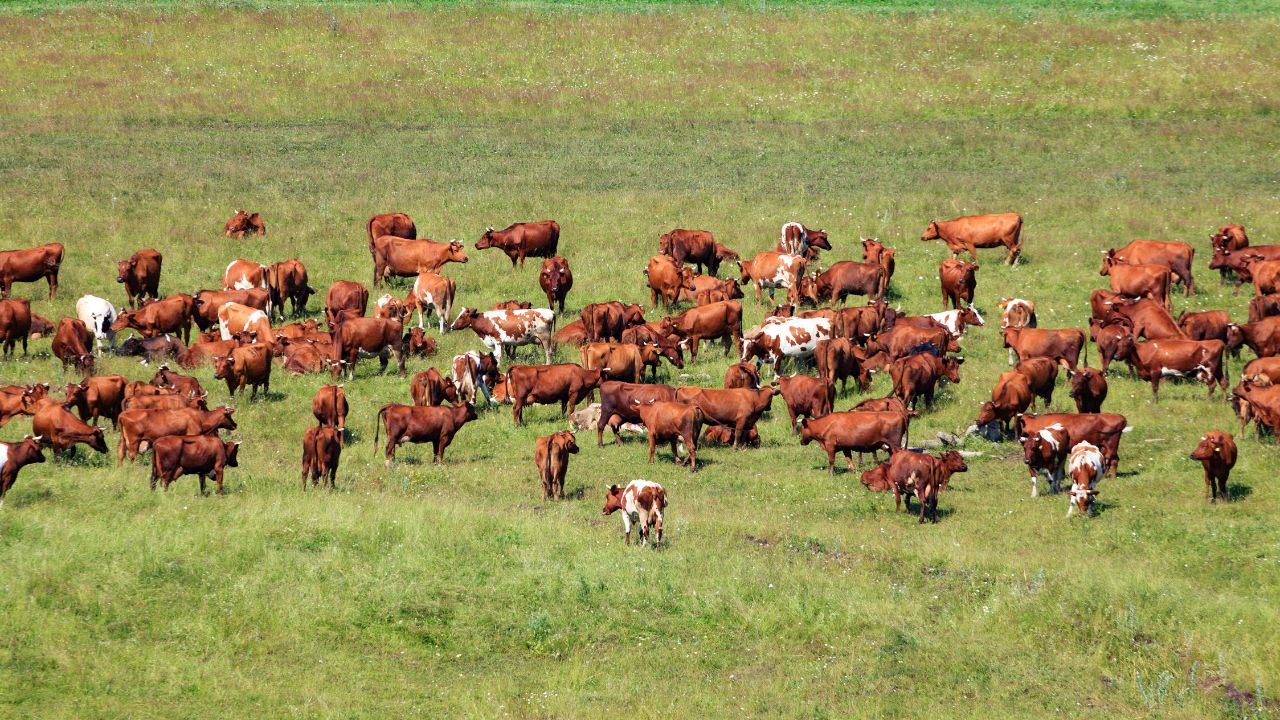 O casal à frente do Grupo Grespan entra em recuperação judicial por dívida de R$ 147 milhões, envolvendo três fazendas e produção de soja e pecuária. Entenda os impactos da recuperação judicial no agronegócio.
