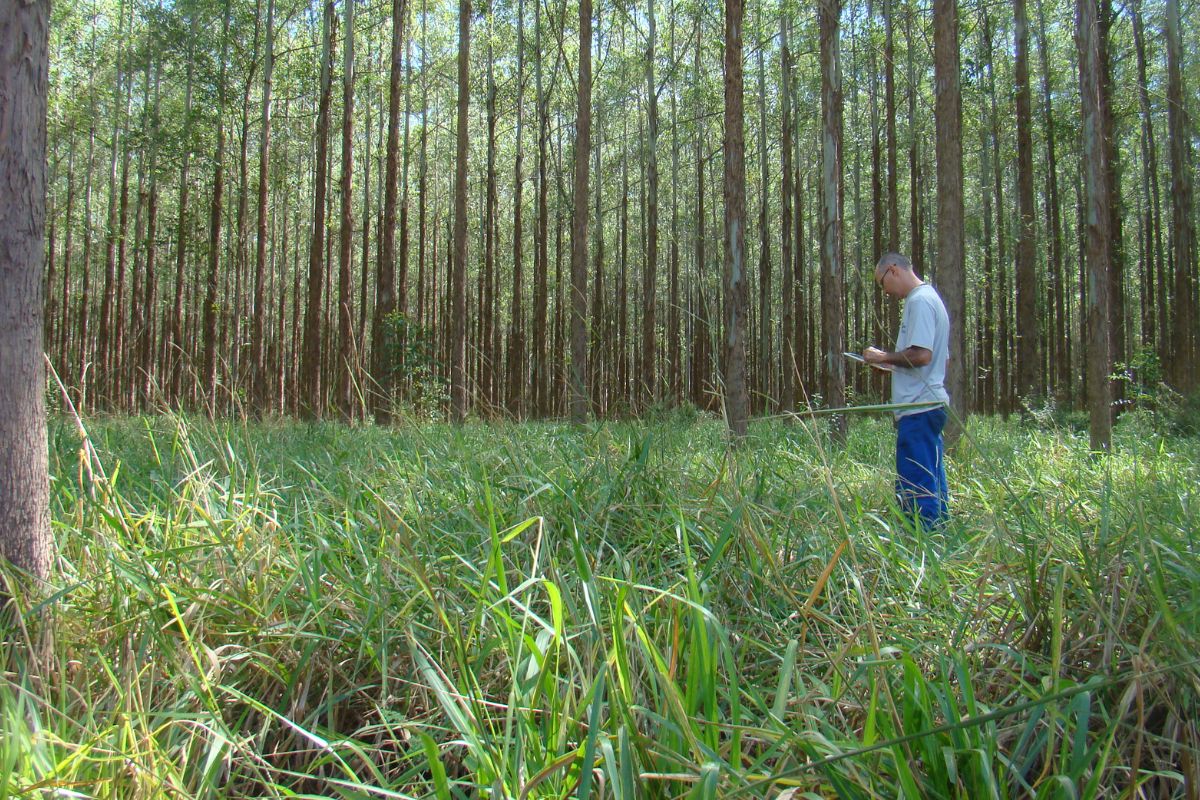 A cultura de impacto está reformulando a forma como a pesquisa agropecuária mede e comunica seus resultados