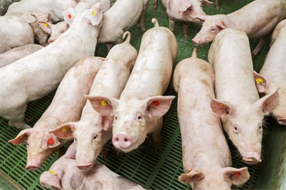 A exportação de carne suína no Paraná segue em ritmo histórico em 2025, impulsionada pela procura crescente em diversos destinos internacionais