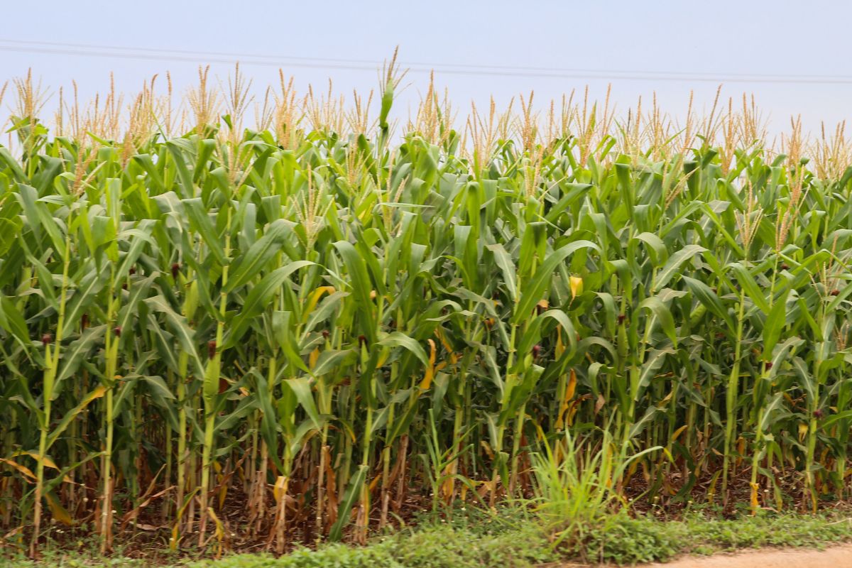 As exportações de milho no Paraná ganham destaque em 2025 com um avanço que reflete não apenas o ritmo do agronegócio regional, mas também uma combinação de fatores estruturais que reposicionou o cereal no comércio exterior