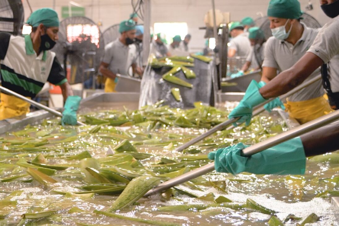En Las Fábricas Globales De Aloe Vera, La Producción De Aloe Vera Transforma Babosa En Gel De Aloe Vera Estandarizado Para Abastecer La Industria De Belleza Y Bienestar En El Mundo.