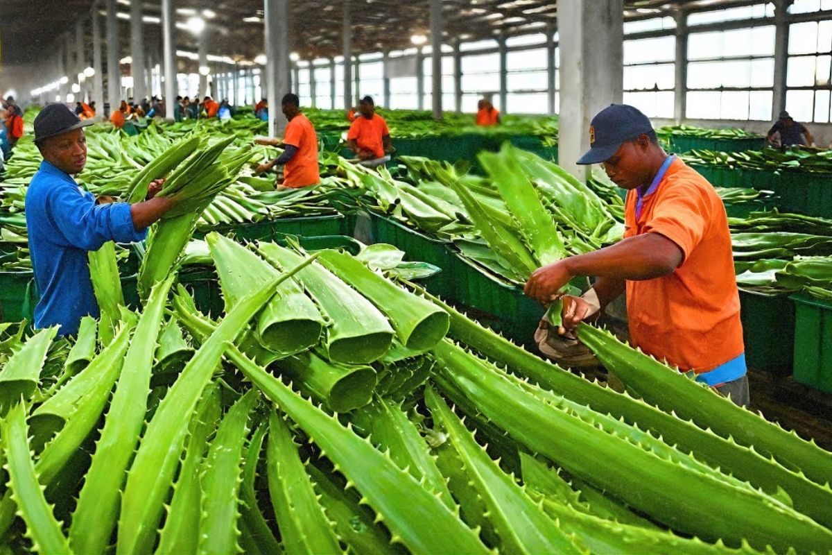 Nas fábricas globais de aloe vera, a produção de aloe vera transforma babosa em gel de aloe vera padronizado para abastecer a indústria de beleza e bem-estar no mundo.