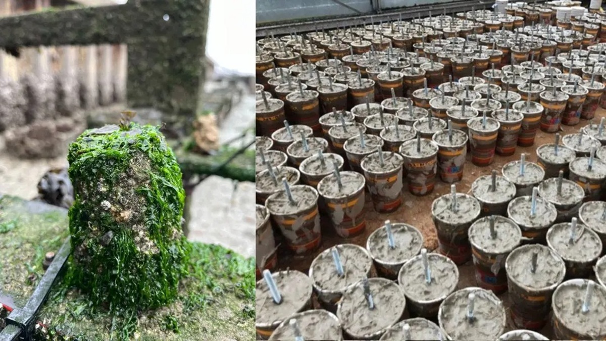 Blocos de Xiriton ficam cobertos de vida após um ano.